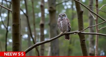 Williamson County Sheriff’s Deputy Rescues Stranded Owl